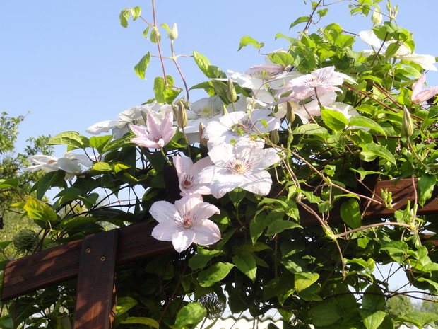 Clematis pięknie zakwitł