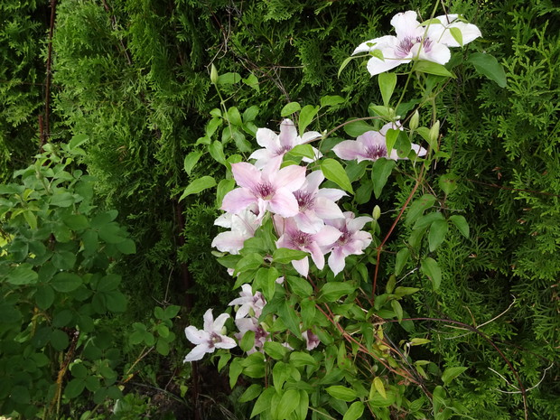 Clematis różowy