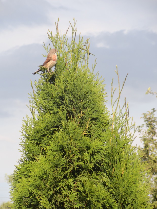Co roku w tujach - tych wysokich i tych kulistych - mamy prawdziwą wylęgarnię ptaków. Lubimy je obserwować i słuchać ich śpiewu.   
