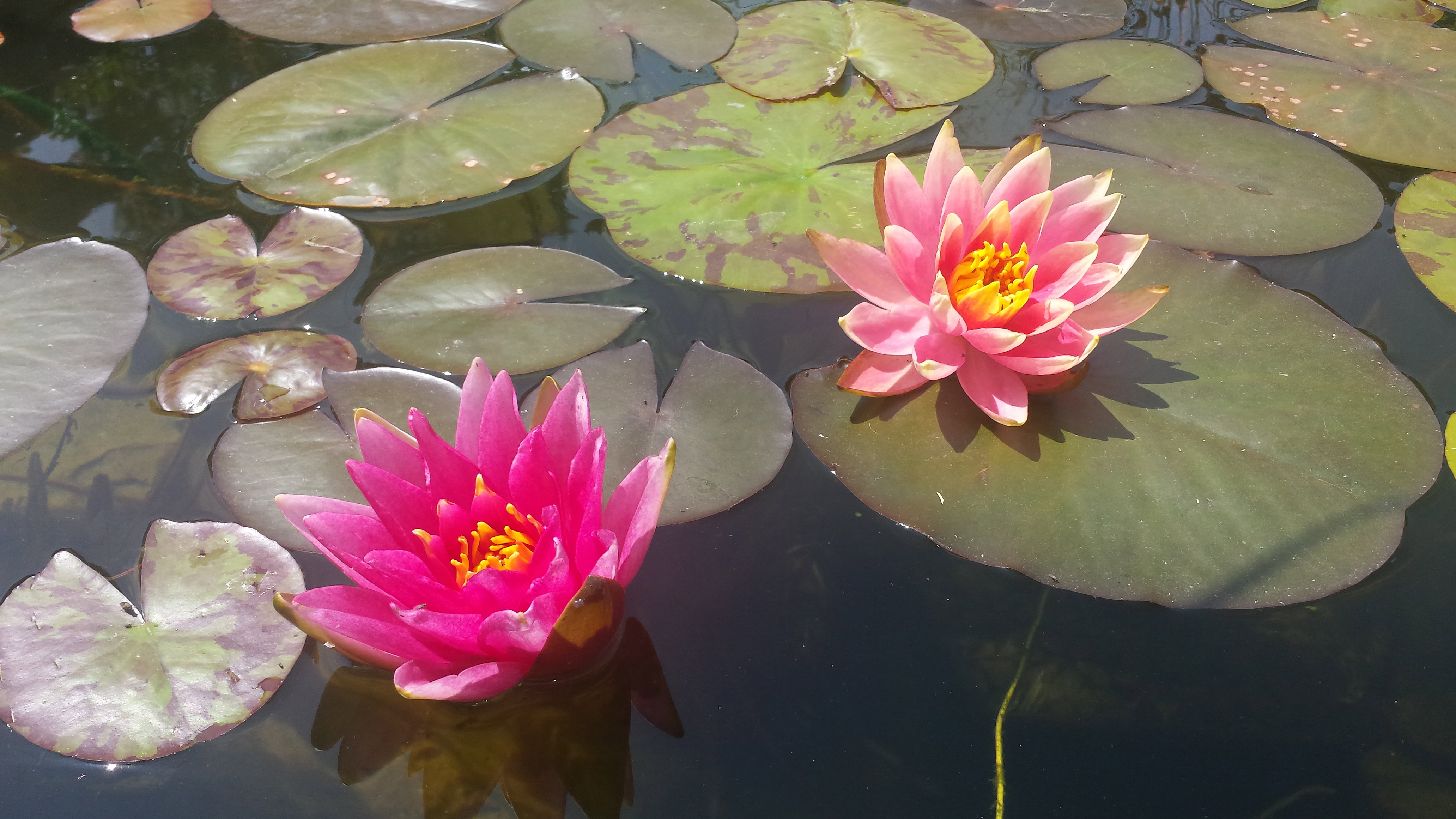 Colorado w towarzystwie Attraction.