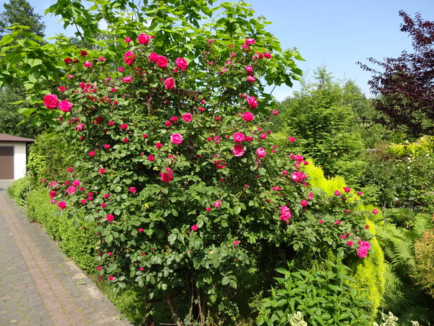 Cudna róża Aleksander McKenzie