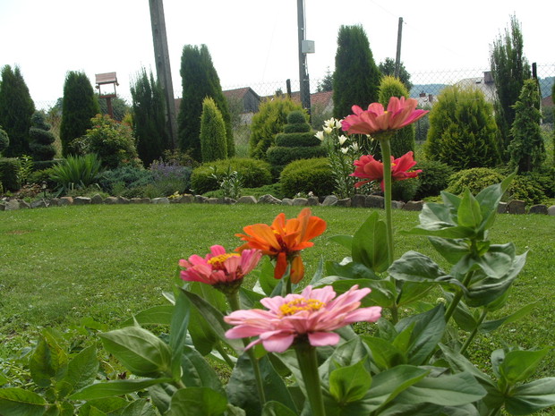 Cynie które sadze co roku z nasion