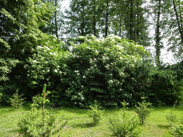 Czarny bez na pyszne soki