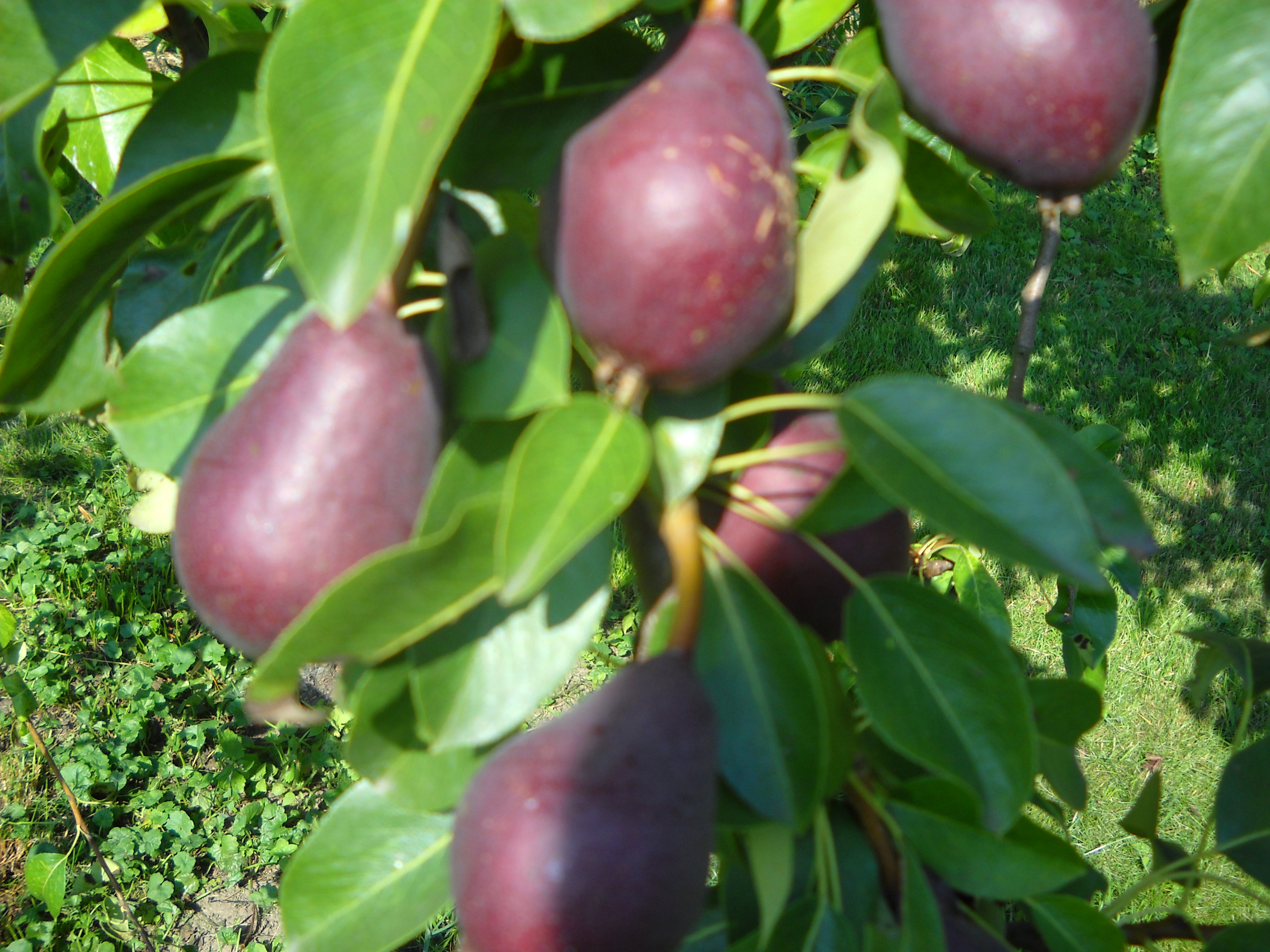 Czerwona gruszka "Paryżanka"