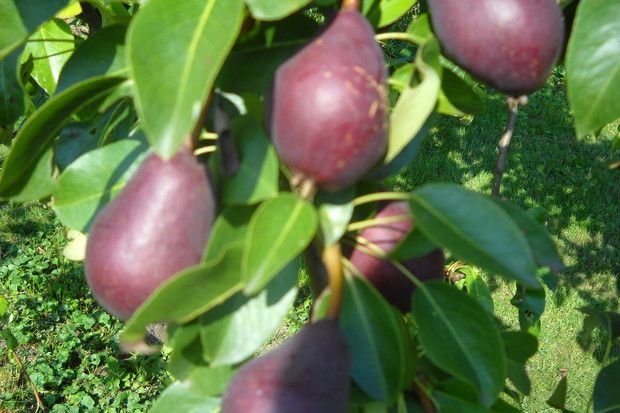 Czerwona gruszka "Paryżanka"