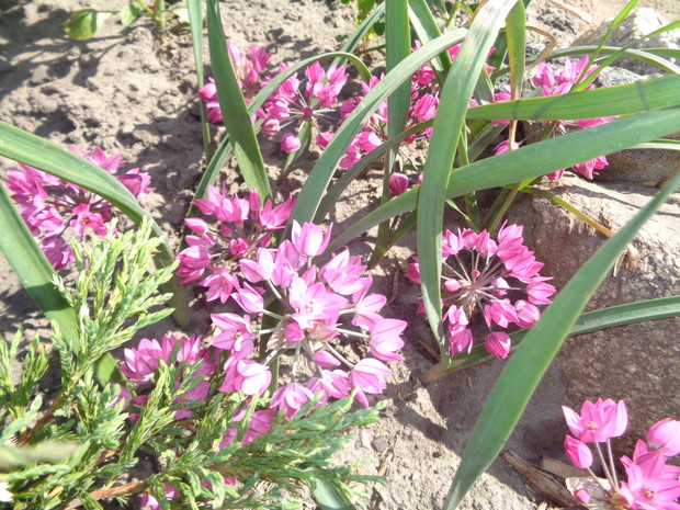  Czosnki ozdobne wspaniale kwitną . 