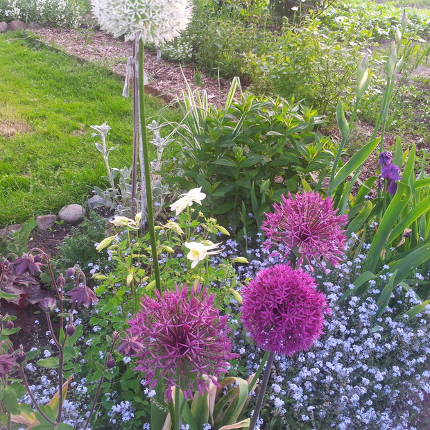 czosnki wśród niezapominajek