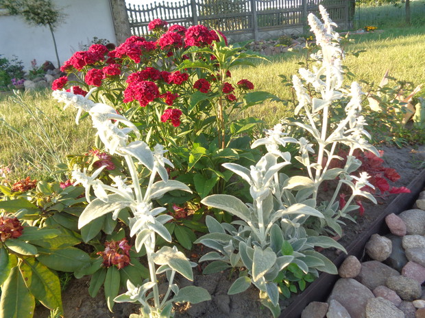 Czyśćcie wełnisty na tle goździków brodatych. 