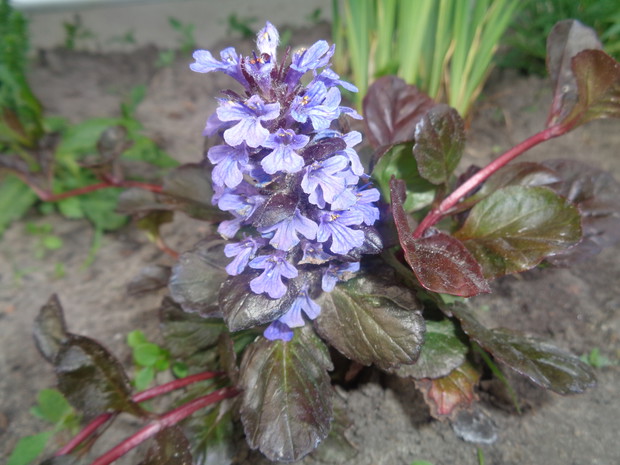 Dąbrówka rozłogowa szybko się rozrasta. 