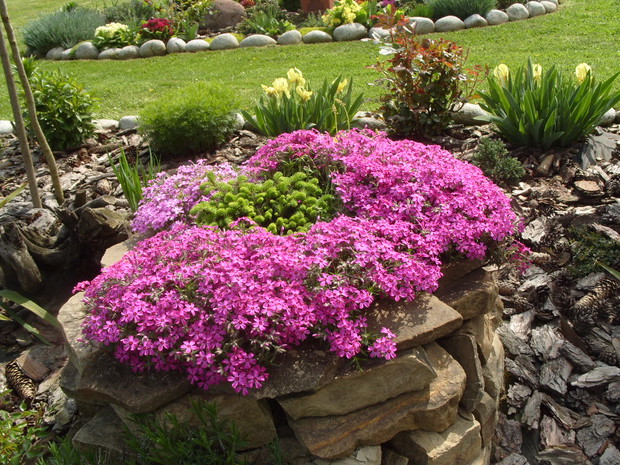 Donica z kamienia a w niej floksy i mały iglaczek