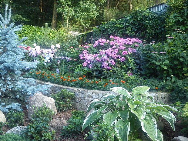 druga część ogrodu gdzie dominują latem hortensje ogrodowe