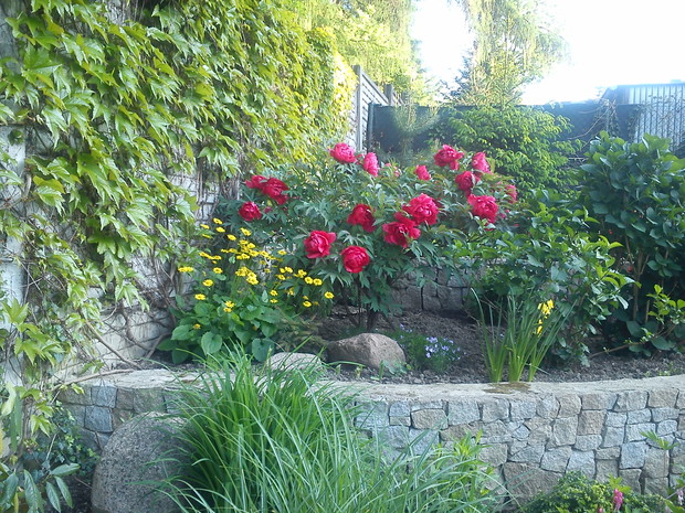 druga piwonia drzewiasta japońska 