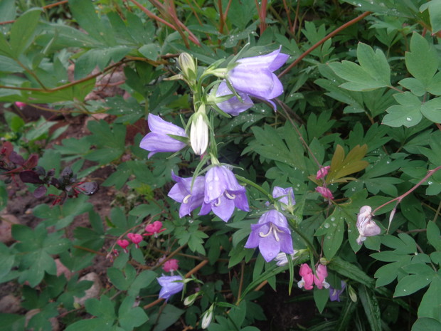 Dzwonek brzoskwiniolistny. 