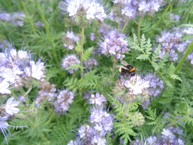 Facelia to roślina miododajna . 