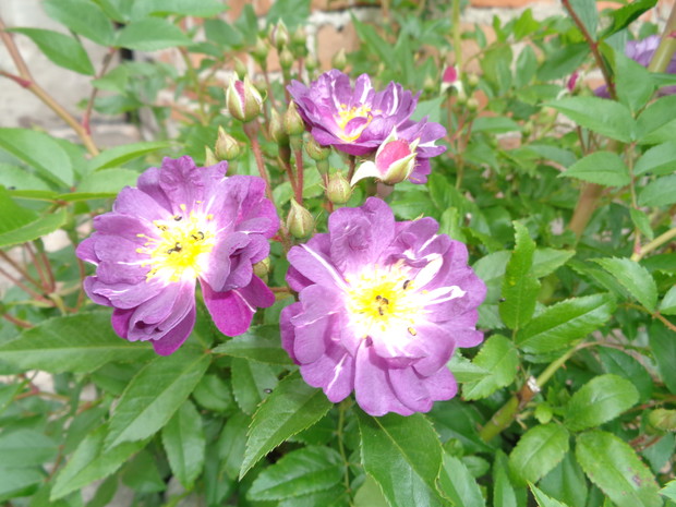 Fioletowe kwiaty róży pnącej. 