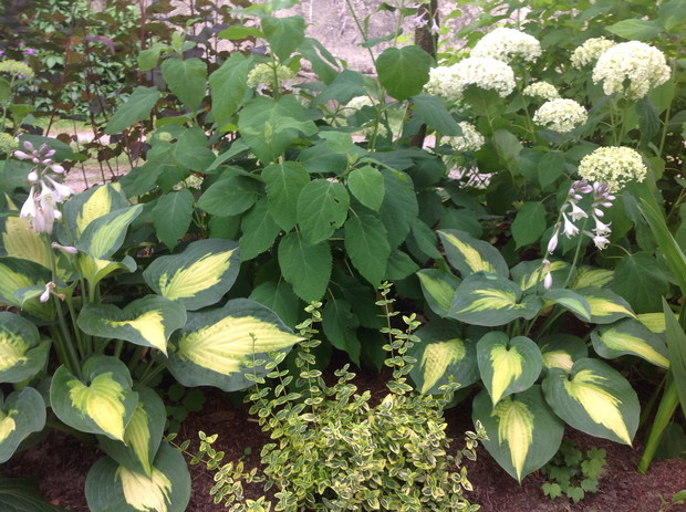 Funkie, trzmielina i hortensja krzewiasta Annabelle.