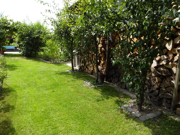 grusze prowadzone w szpalerze