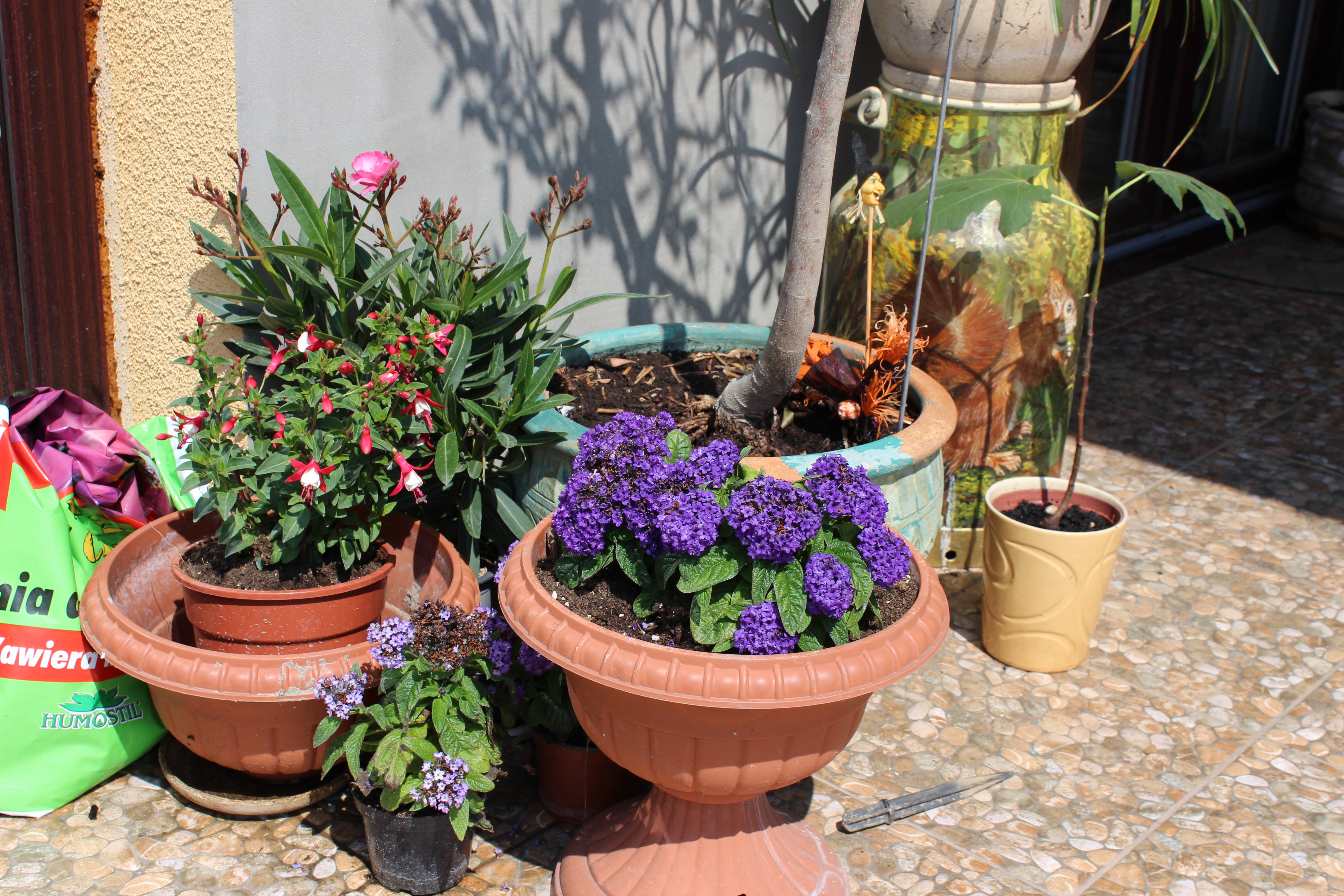 Heliotrop i towarzystwo