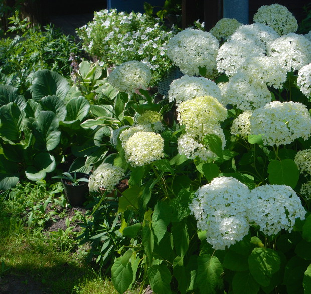 Hortensja krzewiasta Annabelle 