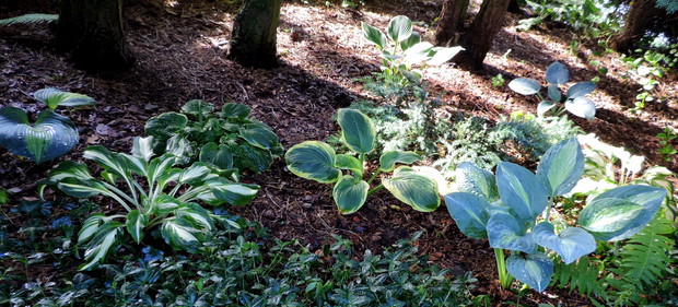 Hostowo...powolutku przyrastają... :(