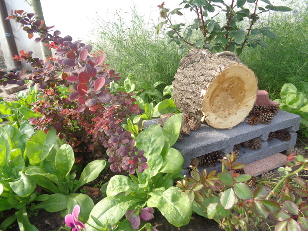 Hotele dla owadów oczekują domowników. 