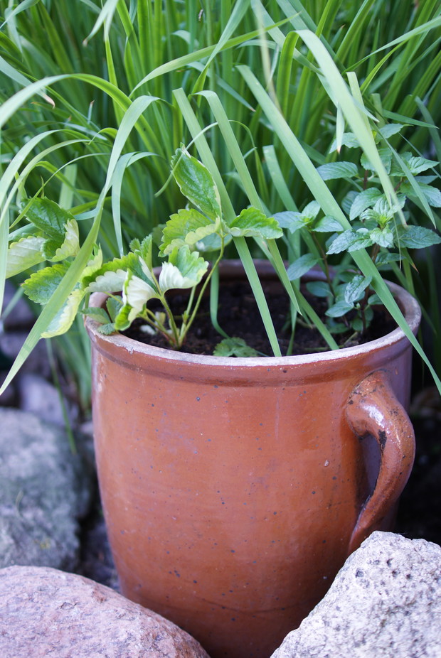 I stary gliniany garnek bez dna znalazł nowe zastosowanie.