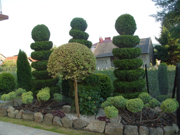 Iglaki którym nadałam ksztalty