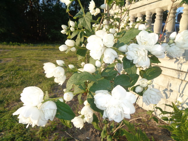 Jaśminowiec wonny kusi swoim aromatem . 