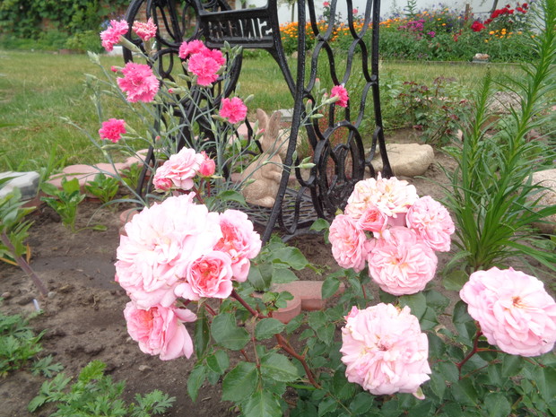 Jasno różowe kwiaty róży parkowej. 