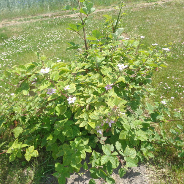 jeżyna bezkolcowa wspaniale kwitnie na różowo,