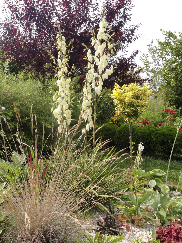 Juka też odwdzięcza się kwiatami