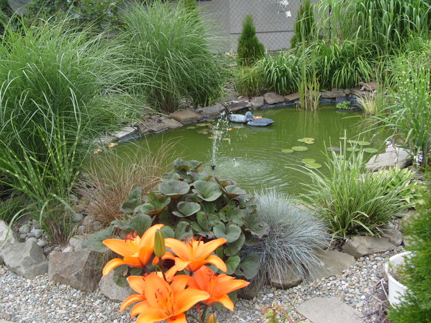 Kaczuszki mają się ku sobie -ha ha