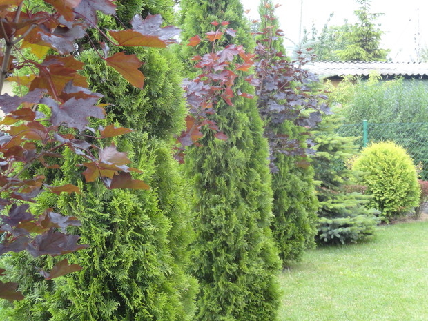 Klony czerwonolistne pomiędzy tujami