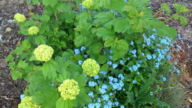 Kocham niezapominajki! Za ich wdzięk i skromność!:) Dlatego nie mogło ich zabraknąć w moim ogrodzie!