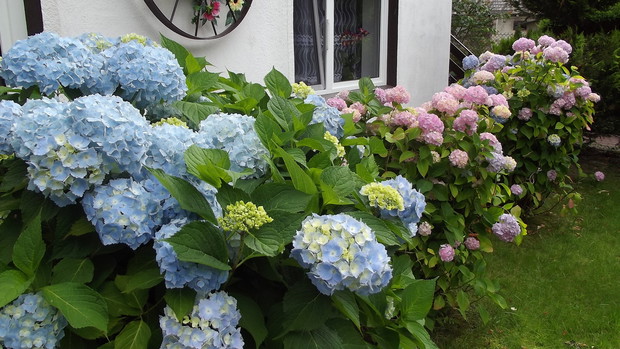 Kolor hortensji zależy od rodzaju gleby.