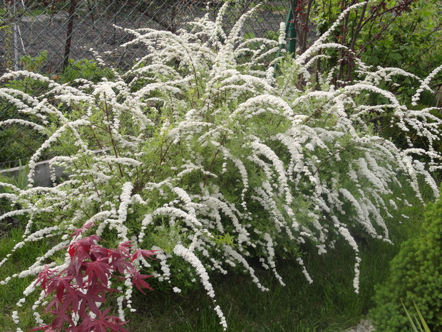 Krótko kwitnie, ale jak pięknie...