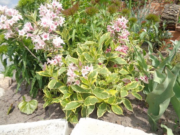 Krzewuszka o pięknych kwiatach , a także liściach.