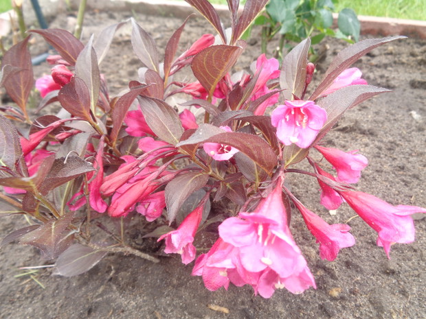 krzewuszka wspaniała 