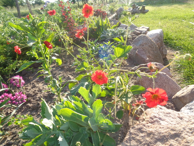 Kuklik ma piękne pomarańczowo-czerwone kwiaty 