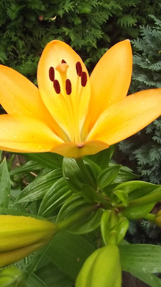 Kwiat lilii przyciąga wzrok.