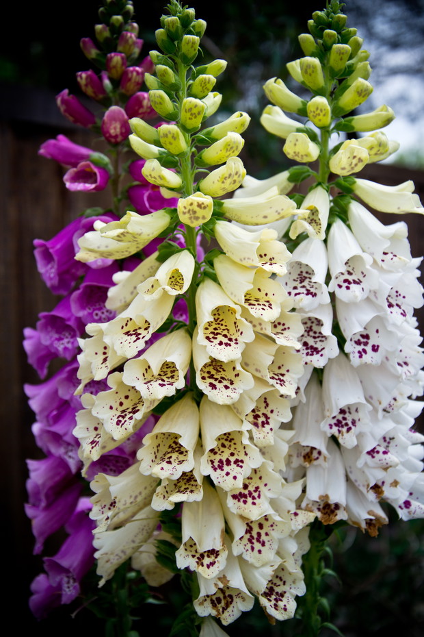 Kwiatostany naparstnic