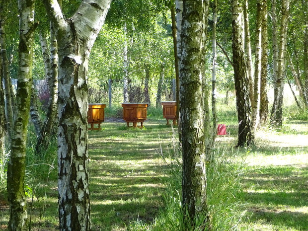 Lasek brzozowy i ule