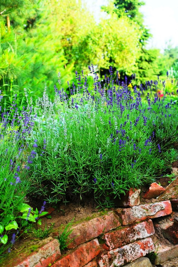 lawenda na murku z cegły