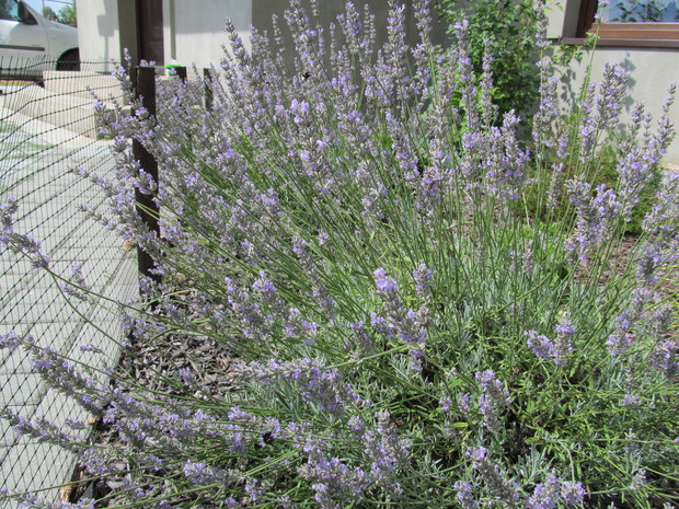 Lawenda wąskolistna