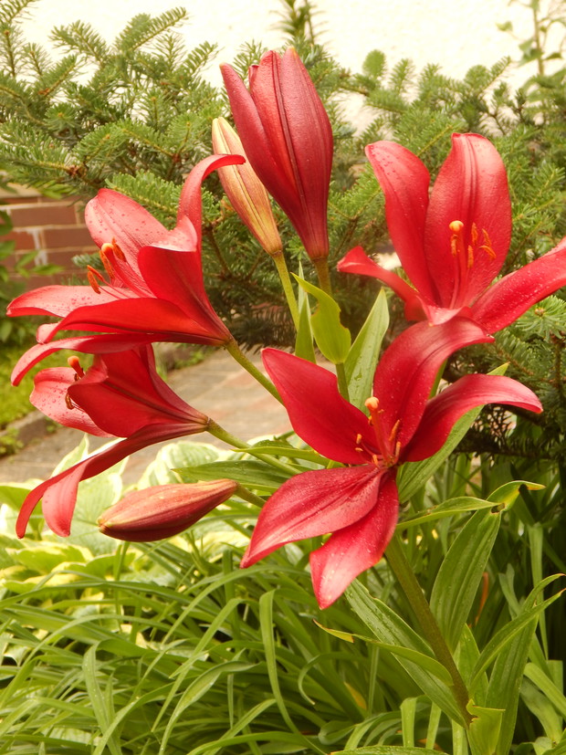 Lilie to triumf ogrodu mojego,gdzie można znaleźć coś oryginalnego.:) To piękna ozdobna roślina,która o swym uroku zawsze przypomina.Piękne barwy i kształty ma,dlatego każdy ogrodnik ją zna.:) To królowe ogrodu letniego,które przynoszą w darze coś najpięk