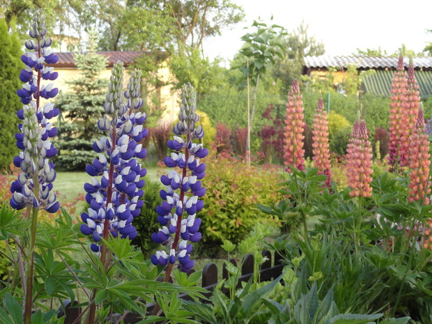 Łubiny co roku zachwycają kolorami