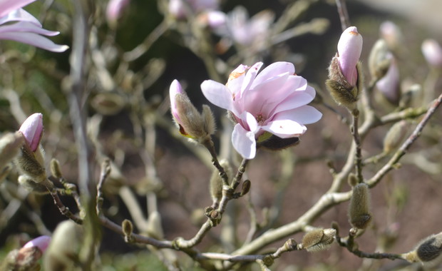 magnolia