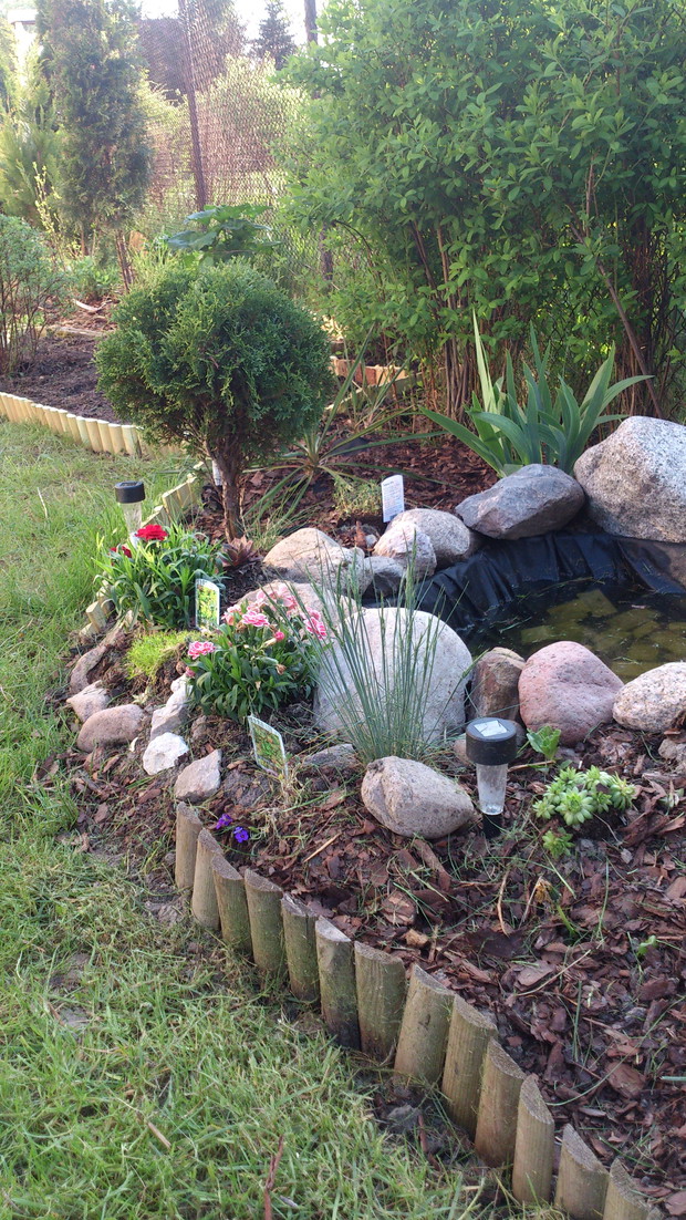 mała rabatka z oczkiem wodnym - łapiemy deszczówkę:).