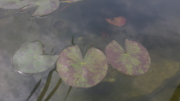 Marmurkowe liście Colorado 