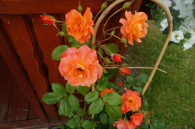 Miała być pnąca ale i tak jest ładna:-)